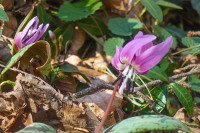 /album/rund-um-den-konigsberg-vulkanland-6-marz-2025/tieschen-kloch-06-03-2025-37-jpg/